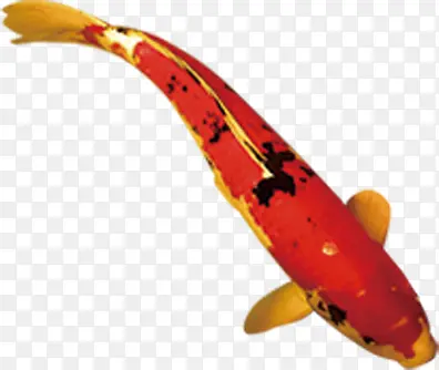 游动的红底金纹鲤鱼