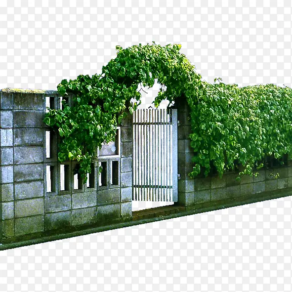 绿色植物