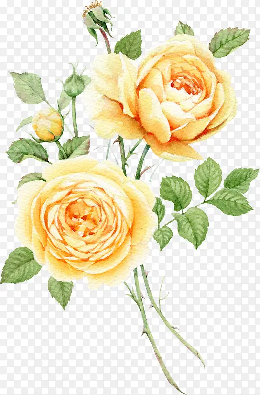 水彩手绘浅黄色玫瑰花