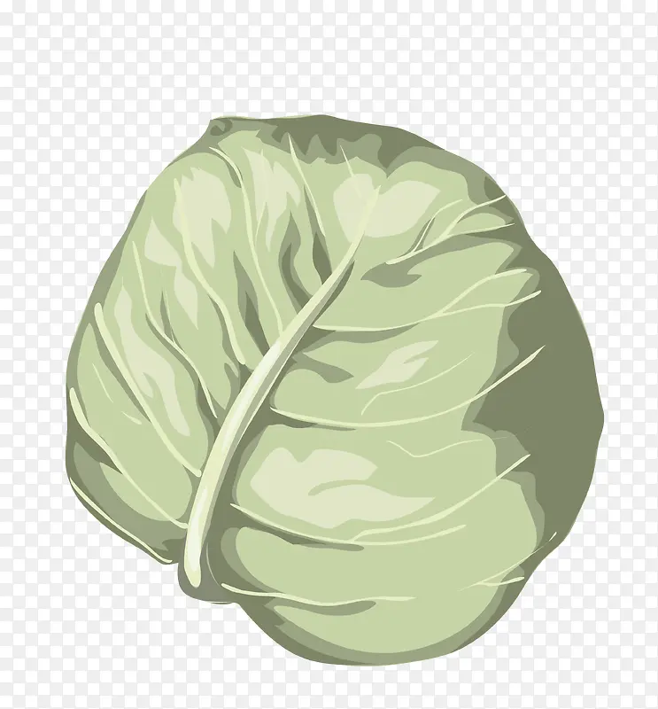 矢量卷心菜叶子