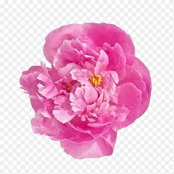 花朵