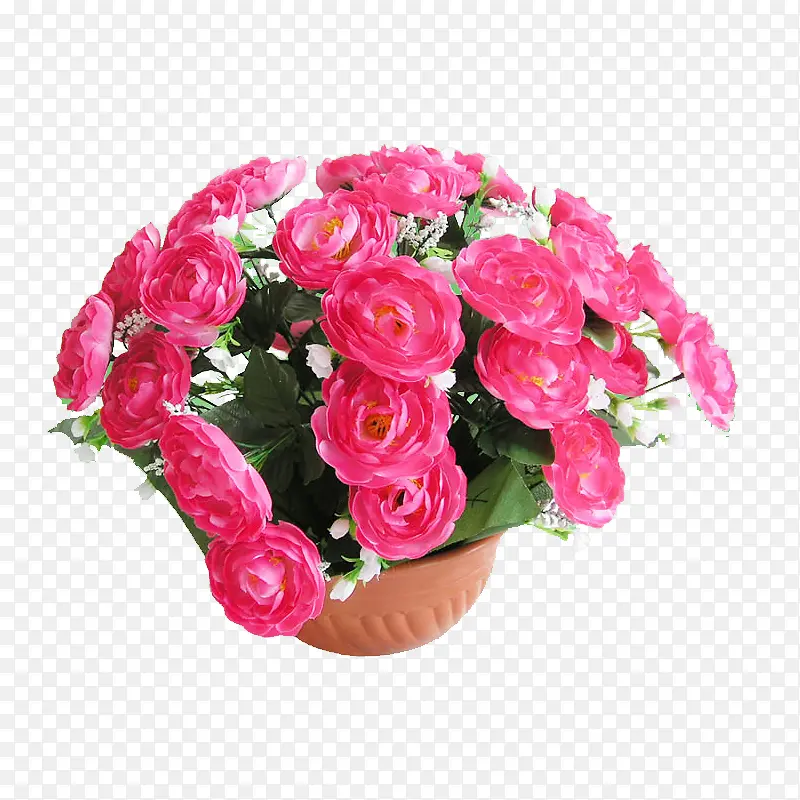 粉色玫瑰花