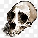 古人类头骨