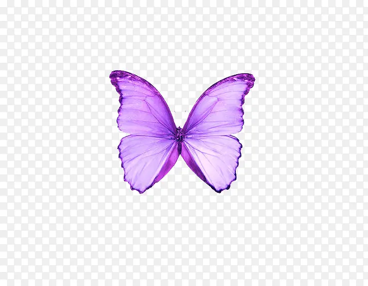 梦幻紫色蝴蝶