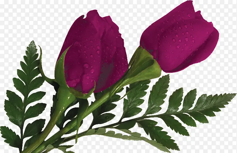 紫色浪漫玫瑰植物高清