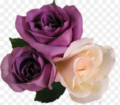 紫色高清玫瑰花朵