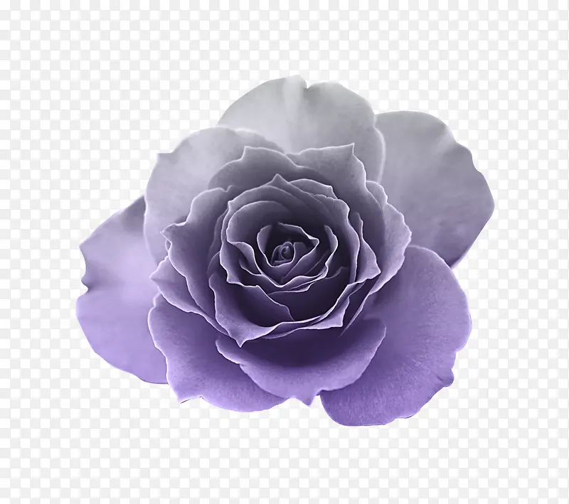 紫色渐变高清玫瑰