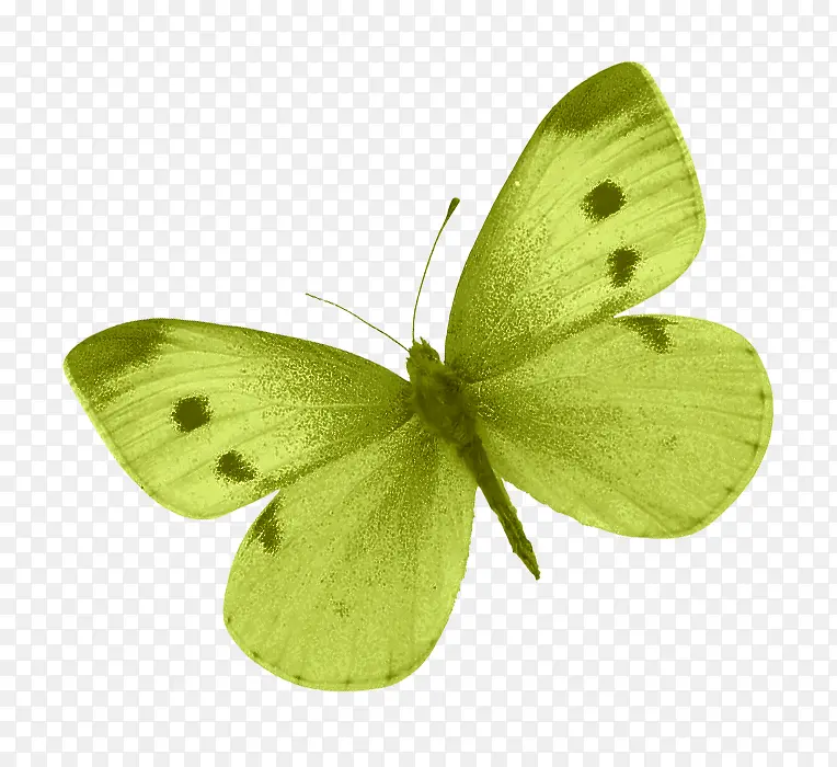 绿蝴蝶