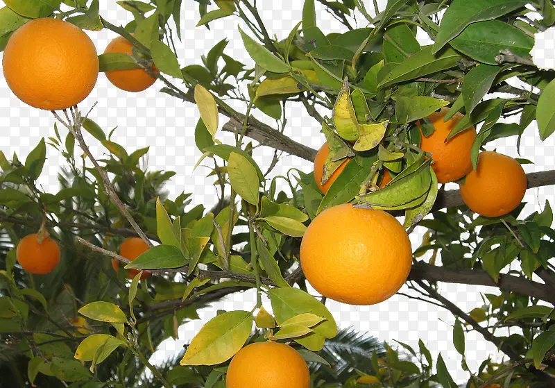 下载橘树图片