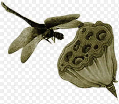蜻蜓莲子图片素材