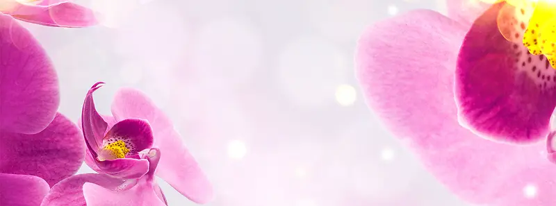 香水花瓣唯美背景banner