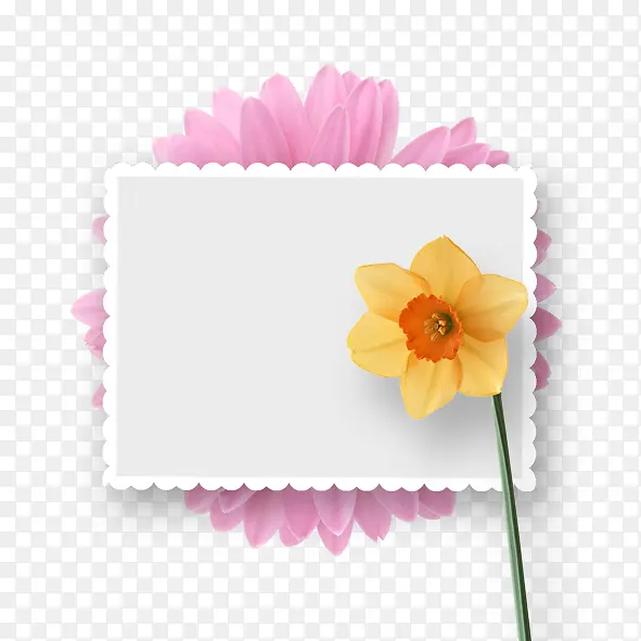 相框 边框 黄花
