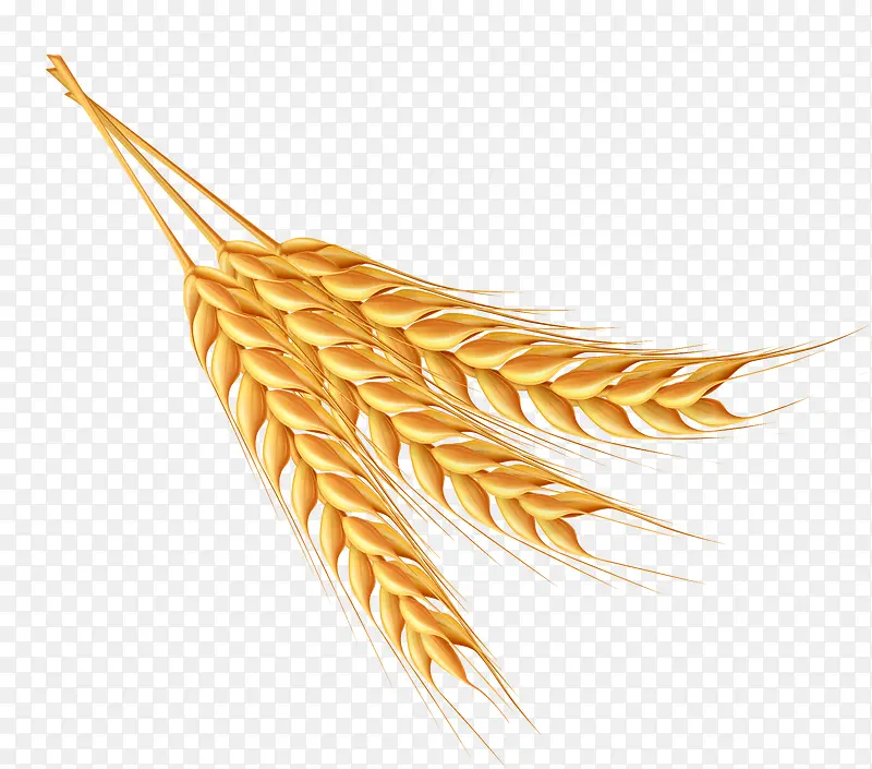 金色农作物麦穗素材图