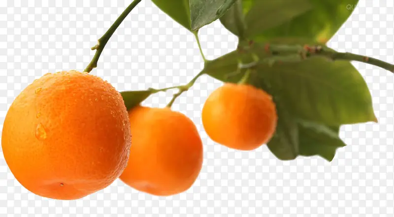 橘子树下载