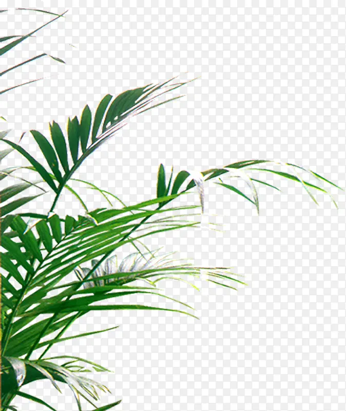 散尾葵花边