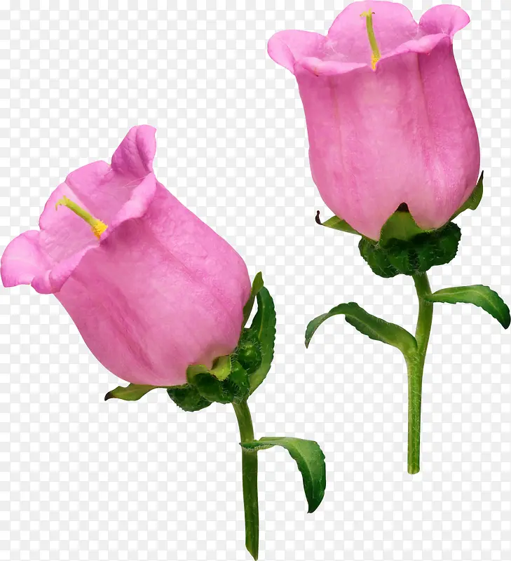 粉色花朵实物简图