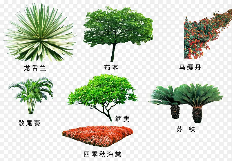 绿色植物