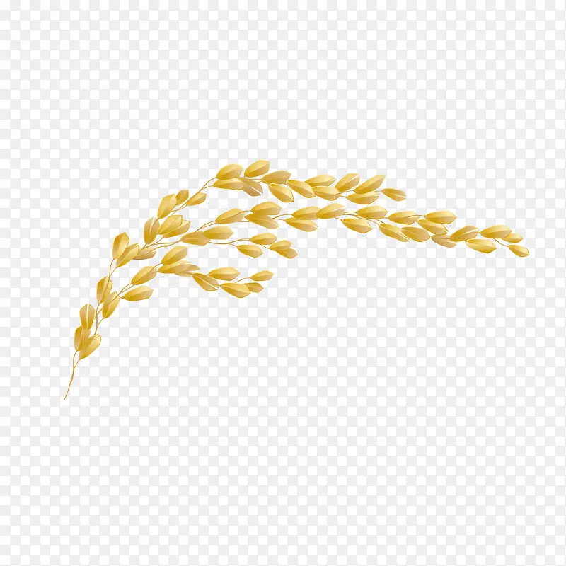 金黄大米穗