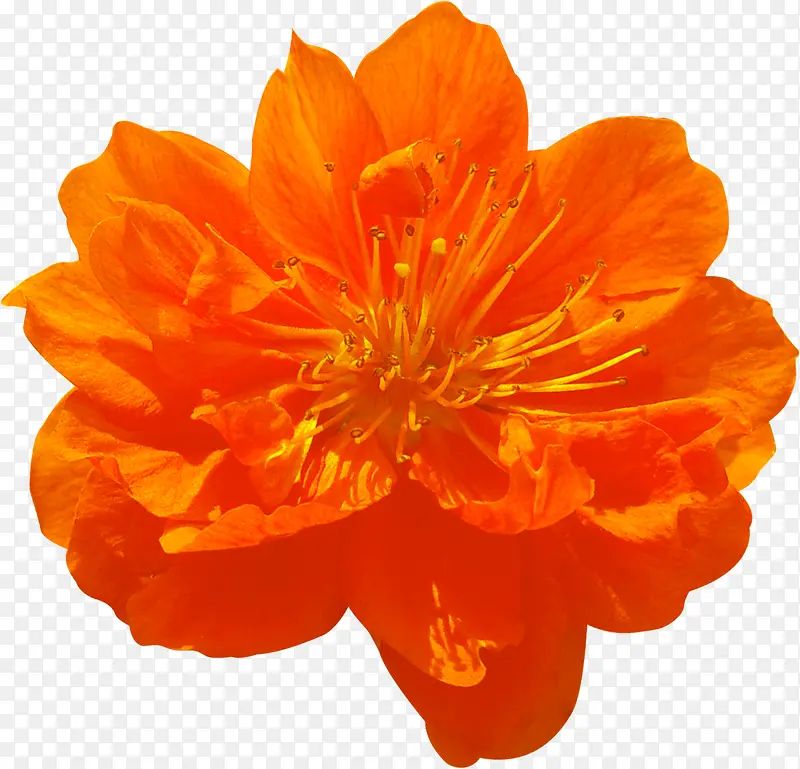 橙色花卉十字绣图片