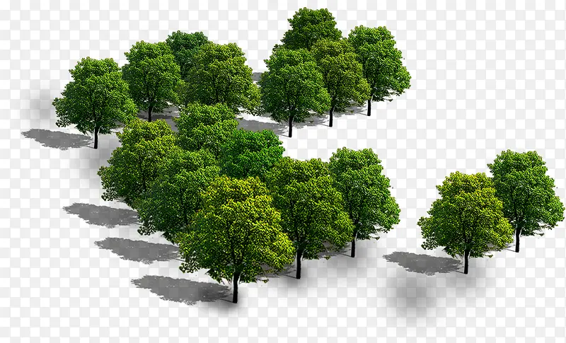 高档小区绿化大树