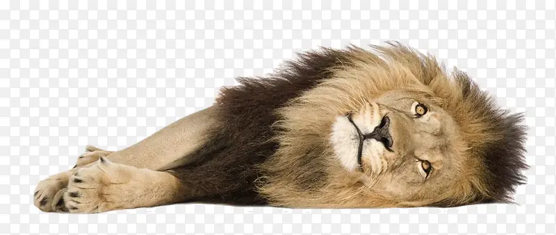 野兽狮子躺着