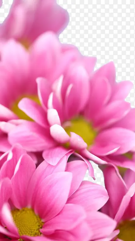粉色鲜花背景