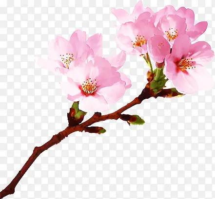 花枝粉色桃花图片