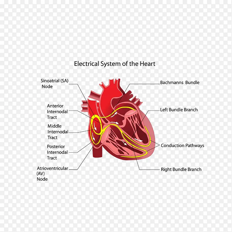 卡通剖面图心脏血管矢量图