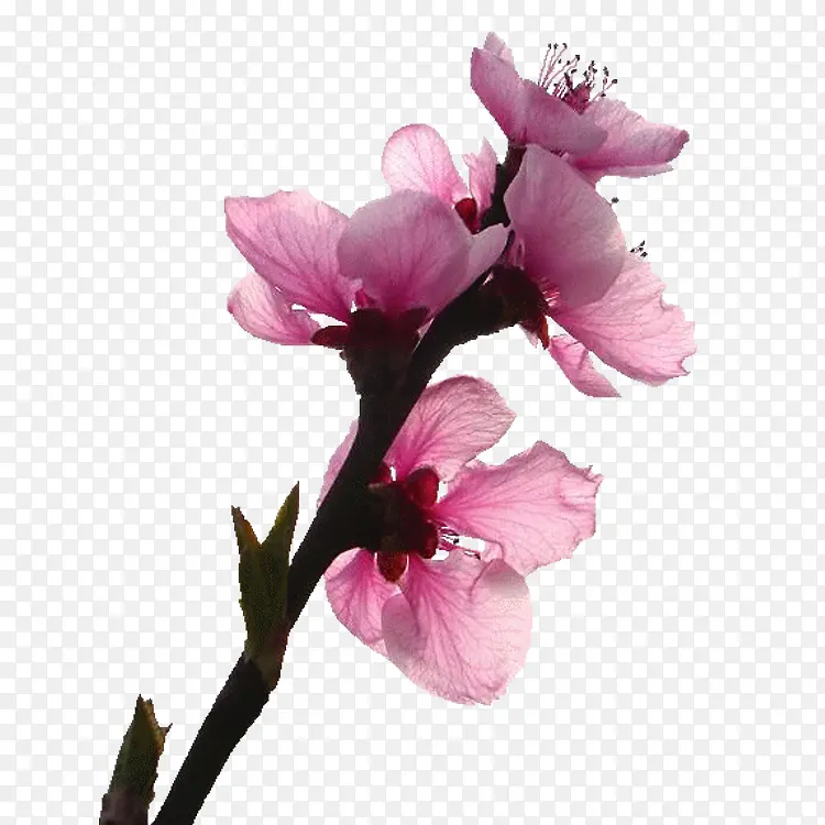粉红桃花花朵花枝装饰图片