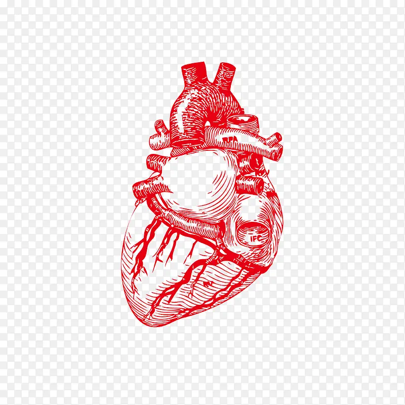 手绘红色心脏血管矢量图