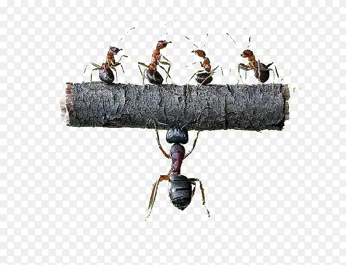 大蚂蚁举起四只小蚂蚁