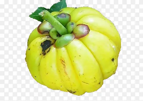 黄藤果果实