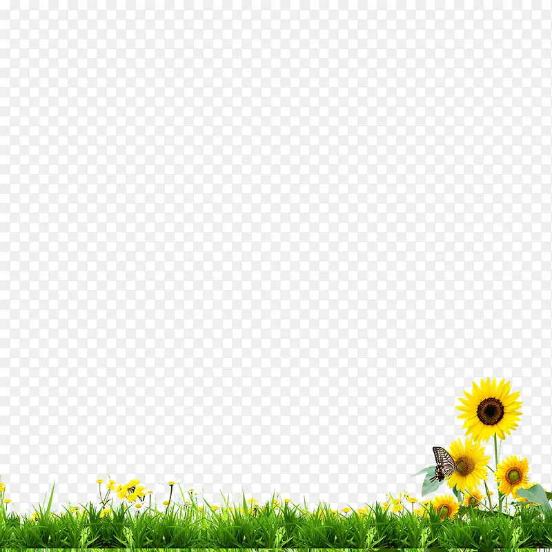 草地太阳花