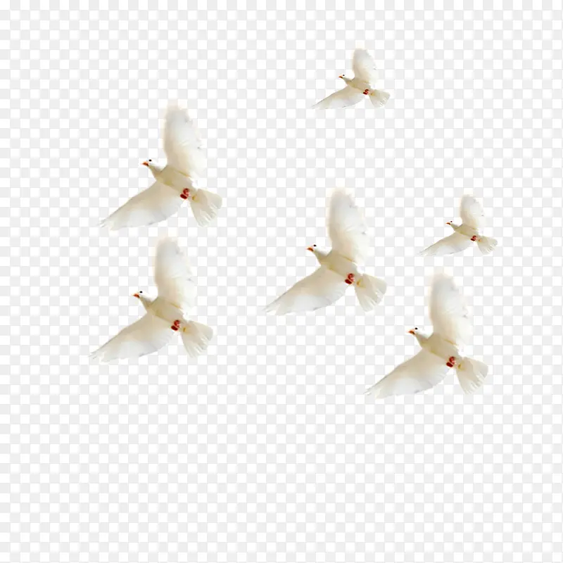 飞行的6只白鸽和信鸽