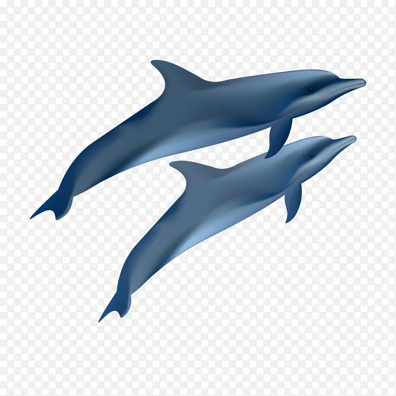 矢量深蓝色海豚