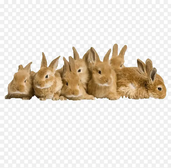 一堆兔子