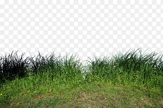 绿色草地