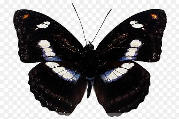 黑色的蝴蝶