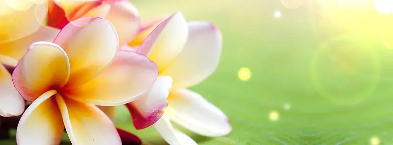 香水唯美花卉背景banner　