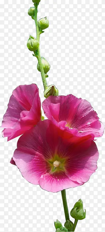 绿色药蜀葵植物粉色花朵