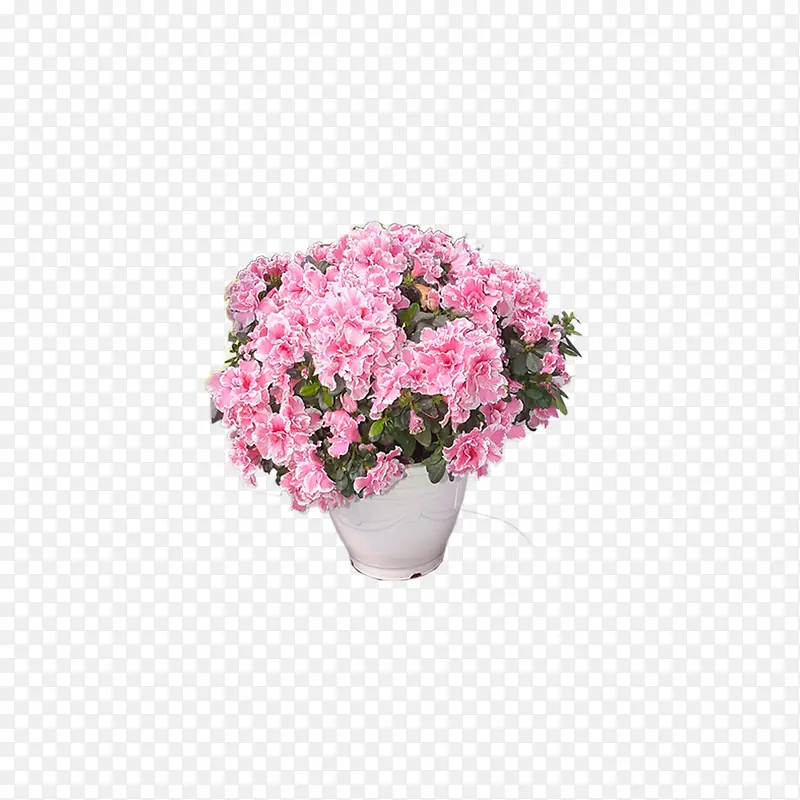 粉色花瓣盆栽