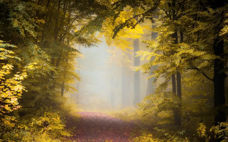 黄色树叶迷雾森林