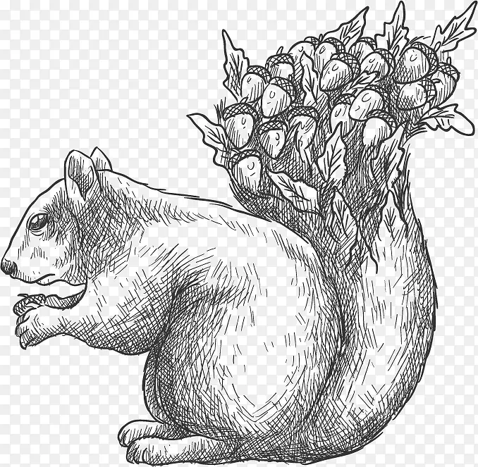 矢量手绘素描松鼠