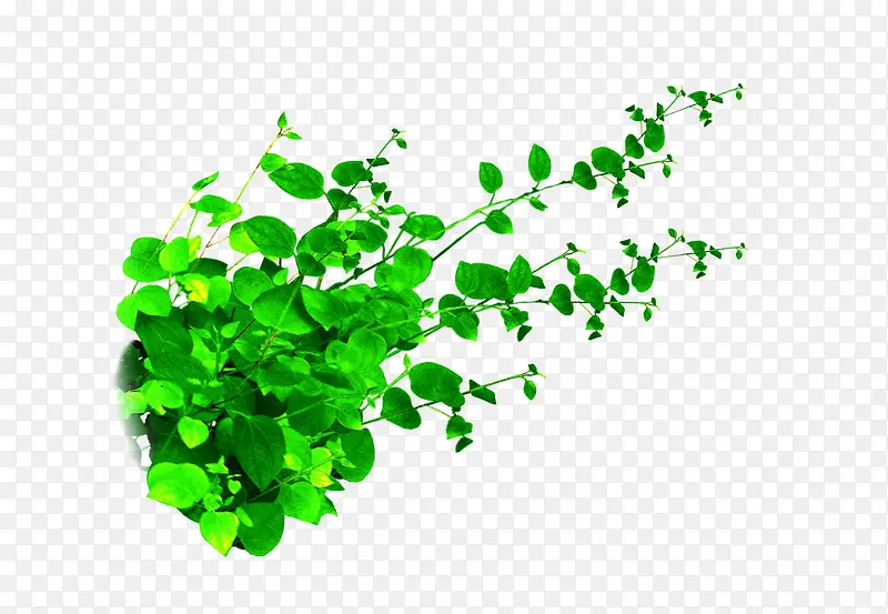 绿叶藤蔓植物装饰图案