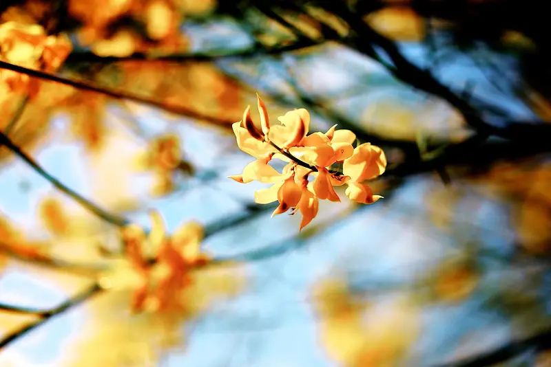 树枝上的黄色杏花海报背景