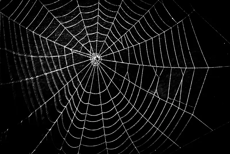 蜘蛛网时尚背景