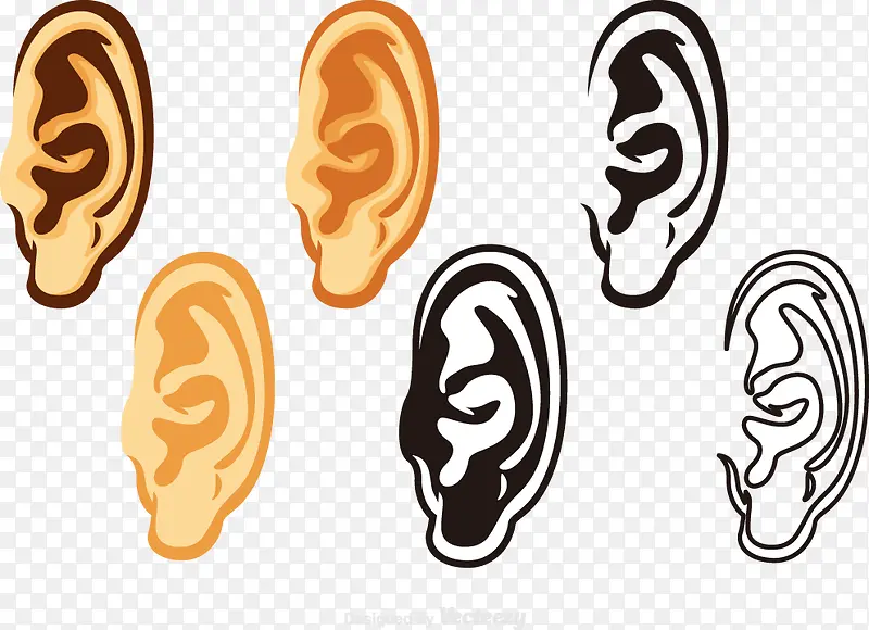 人体听力器官耳朵
