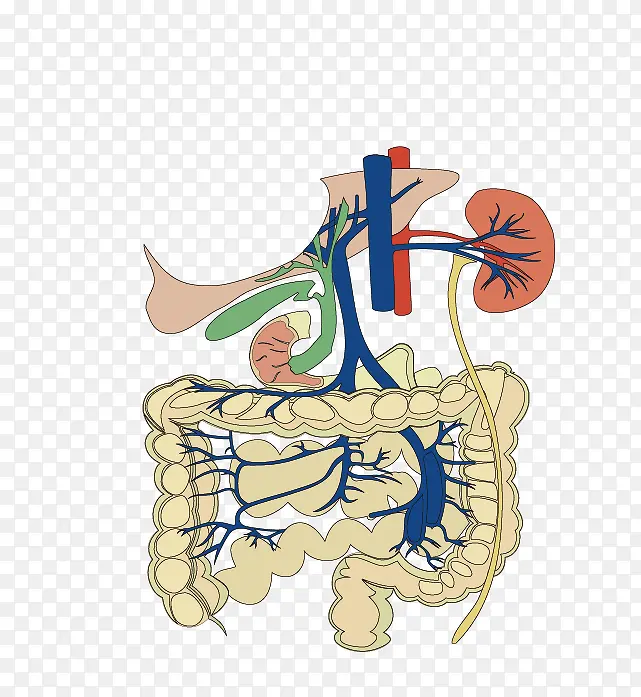 肠道结构图