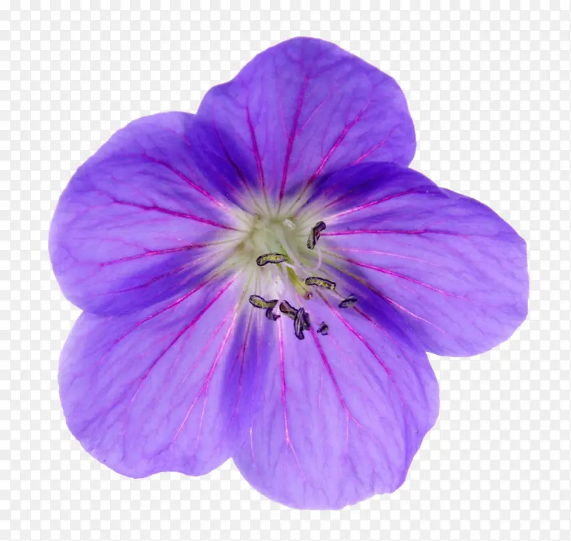 紫色天竺葵花