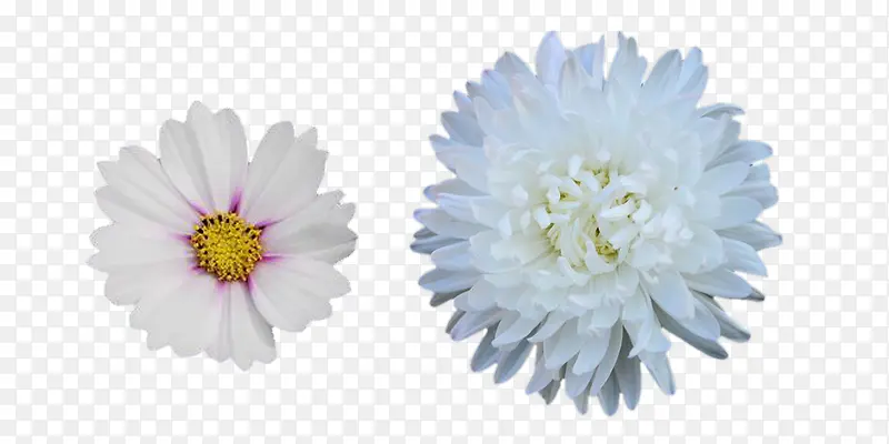 杭白菊的种类图片素材